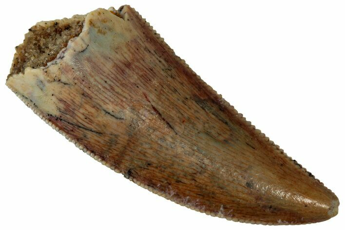 Serrated Raptor Tooth - Real Dinosaur Tooth #353370